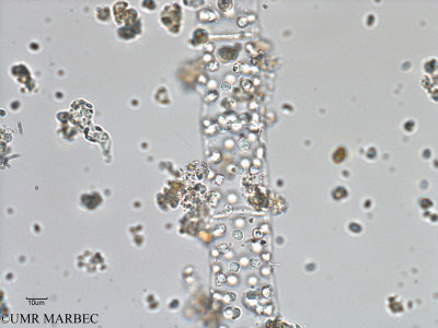 phyto/Bizerte/bizerte_bay/RISCO February 2015/Pseudoguinardia recta (ancien Baie_T1-A_Melosira).tif(copy)_thumb.jpg